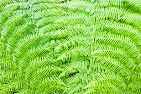 simsearch:400-04701752,k - Background of a green fern Photographie de stock - Aubaine LD & Abonnement, Code: 400-07820104