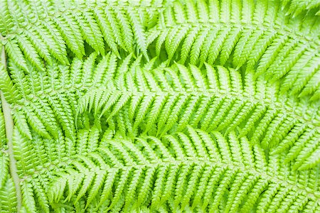 simsearch:400-04701752,k - Background of a green fern Photographie de stock - Aubaine LD & Abonnement, Code: 400-07820103