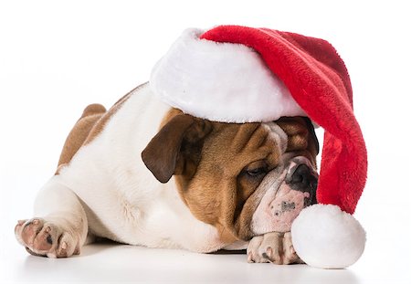 simsearch:400-04149556,k - christmas dog - english bulldog puppy wearing santa hat on white background Stock Photo - Budget Royalty-Free & Subscription, Code: 400-07820684