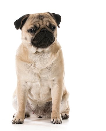 simsearch:400-07421530,k - grumpy dog - pug with grouchy expression isolated on white background Stock Photo - Budget Royalty-Free & Subscription, Code: 400-07820696