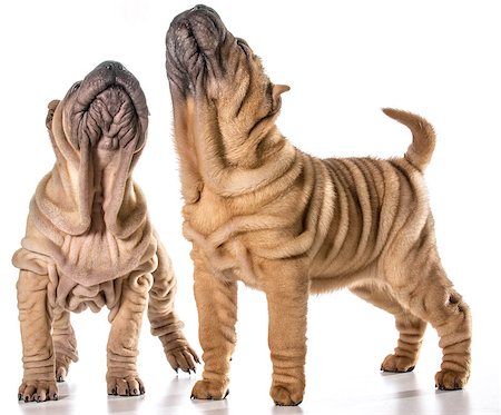 simsearch:400-06107809,k - two chinese shar pei puppies isolated on white background - 4 months old Stock Photo - Budget Royalty-Free & Subscription, Code: 400-07820697