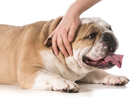 dog licking a woman pictures - hand petting an english bulldog on white background Stock Photo - Budget Royalty-Free & Subscription, Code: 400-07820706