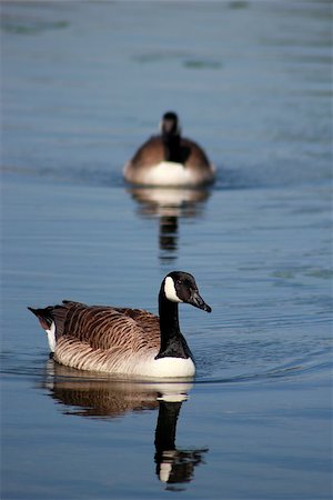 These beautiful creatures were enjoying the lake at Kensington Palace, London, home of Prince George. Stock Photo - Budget Royalty-Free & Subscription, Code: 400-07820772