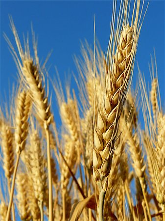 golden wheat ears against blue sky background Stock Photo - Budget Royalty-Free & Subscription, Code: 400-07820807