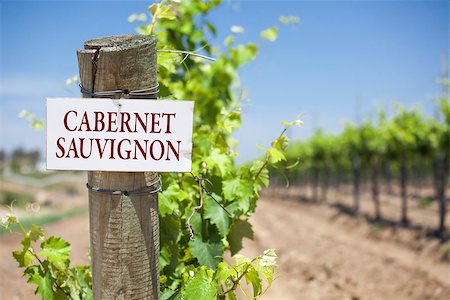 simsearch:846-05647552,k - Cabernet Sauvignon Sign On Post at the End of a Vineyard Row of Grapes. Stock Photo - Budget Royalty-Free & Subscription, Code: 400-07821885