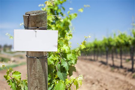 simsearch:846-05647552,k - Grape Wine Vineyard with Wooden Post Holding Blank Sign Ready for Your Own Text. Stock Photo - Budget Royalty-Free & Subscription, Code: 400-07821881