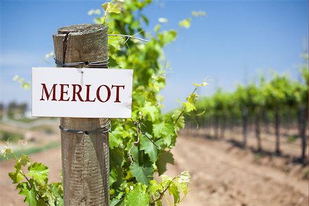 simsearch:846-05647552,k - Merlot Sign On Post at the End of a Vineyard Row of Grapes. Stock Photo - Budget Royalty-Free & Subscription, Code: 400-07821882