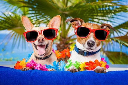 sun dogs - couple of dogs on summer vacation at the beach under a palm tree Foto de stock - Super Valor sin royalties y Suscripción, Código: 400-07822395