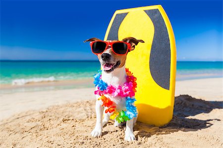 dog at the beach with a surfboard wearing sunglasses and flower chain at the ocean shore Stock Photo - Budget Royalty-Free & Subscription, Code: 400-07822424