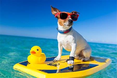 dog surfing on a surfboard wearing sunglasses with a yellow plastic rubber duck, at the ocean shore Stock Photo - Budget Royalty-Free & Subscription, Code: 400-07822425