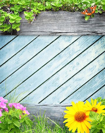 flower design with butterfly - Summer background with old wooden plank, grass and green leaves Photographie de stock - Aubaine LD & Abonnement, Code: 400-07822954