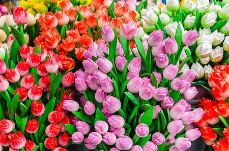 Traditional wooden colorful tulips at souvenir shop in Amsterdam, Netherlands Stock Photo - Budget Royalty-Free & Subscription, Code: 400-07830120