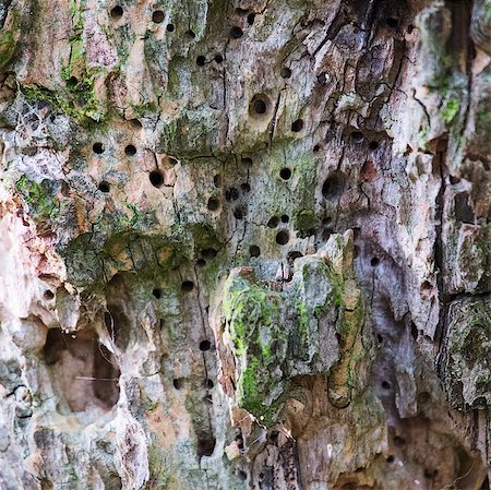 close up of a tree with multiple woodworm holes Stock Photo - Budget Royalty-Free & Subscription, Code: 400-07830938