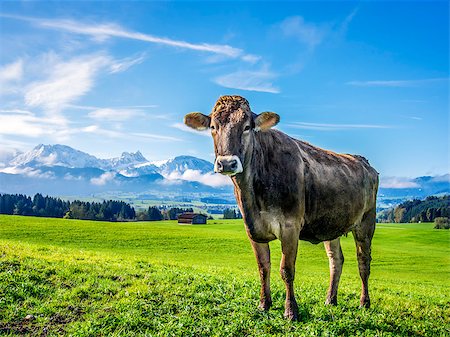 Image of a cow on a green meadow with alps in bavaria Stock Photo - Budget Royalty-Free & Subscription, Code: 400-07831218