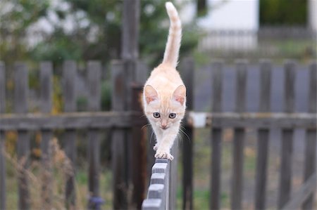 Ginger cat walking on a wooden fence Stock Photo - Budget Royalty-Free & Subscription, Code: 400-07832215