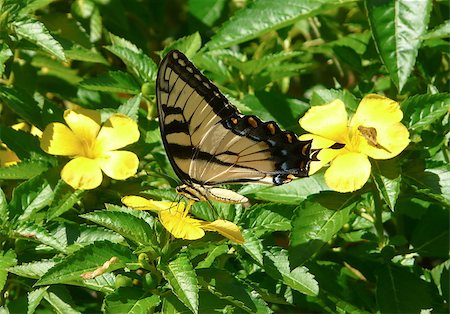 simsearch:400-07518693,k - An eastern tiger swallowtail butterfly (Papilio glaucus) is feeding on a buttercup plant, with a skipper in the background. Stock Photo - Budget Royalty-Free & Subscription, Code: 400-07832773