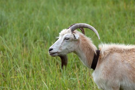 simsearch:400-05294140,k - Green meadow and portrait of goat. Side view. Stock Photo - Budget Royalty-Free & Subscription, Code: 400-07833339