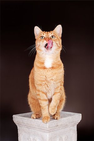 Ten year old ginger cat sitting on a column and licking his lips. Stock Photo - Budget Royalty-Free & Subscription, Code: 400-07894452