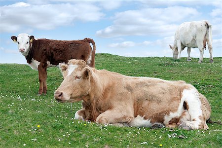 simsearch:400-05323136,k - cattle feeding on the green grass of county Kerry Ireland on the wild atlantic way Foto de stock - Super Valor sin royalties y Suscripción, Código: 400-07894487