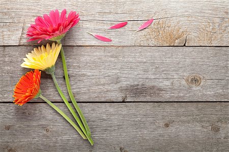 Three colorful gerbera flowers on wooden table with copy space Stock Photo - Budget Royalty-Free & Subscription, Code: 400-07894850