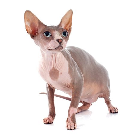 egyptian sphynx cat - Sphynx Hairless Cat in front of white background Stock Photo - Budget Royalty-Free & Subscription, Code: 400-07895780