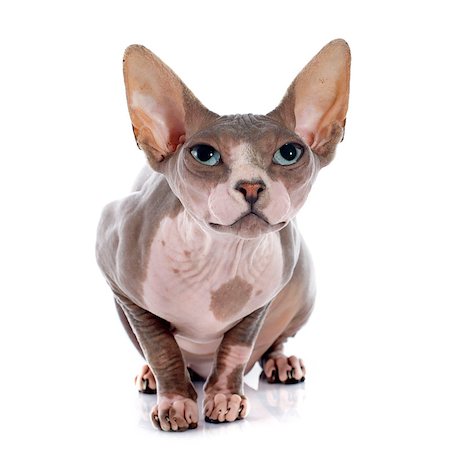 egyptian sphynx cat - Sphynx Hairless Cat in front of white background Stock Photo - Budget Royalty-Free & Subscription, Code: 400-07895781