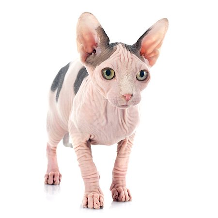 egyptian sphynx cat - Sphynx Hairless Cat in front of white background Stock Photo - Budget Royalty-Free & Subscription, Code: 400-07895782