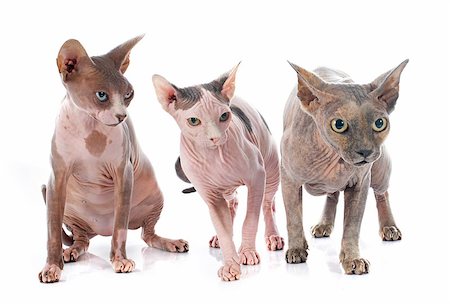 egyptian sphynx cat - Sphynx Hairless Cats in front of white background Stock Photo - Budget Royalty-Free & Subscription, Code: 400-07895783
