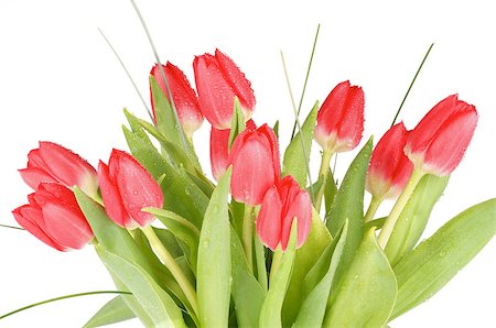 simsearch:649-07648640,k - Bouquet of Eleven Spring Magenta Tulips with Green Grass and Water Drops isolated on White background Stock Photo - Budget Royalty-Free & Subscription, Code: 400-07896795