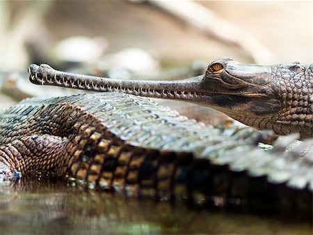 simsearch:400-05123541,k - Gharials (called also gavial and fish-eating crocodile) Stock Photo - Budget Royalty-Free & Subscription, Code: 400-07896968