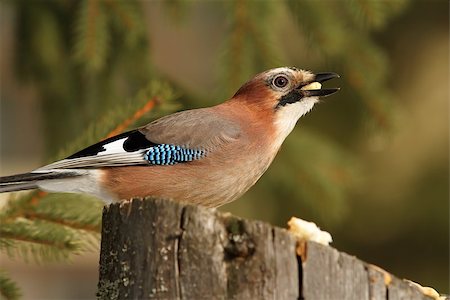 simsearch:400-04604339,k - hungry eurasian jay ( Garrulus glandarius ), hungry bird eating pieces of bread on a stump Stock Photo - Budget Royalty-Free & Subscription, Code: 400-07898481