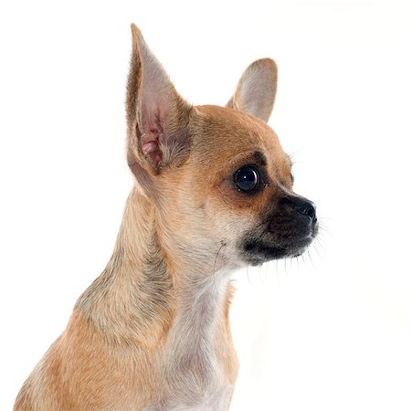 simsearch:400-07421530,k - portrait of a cute purebred  puppy chihuahua in front of white background Stock Photo - Budget Royalty-Free & Subscription, Code: 400-07892904