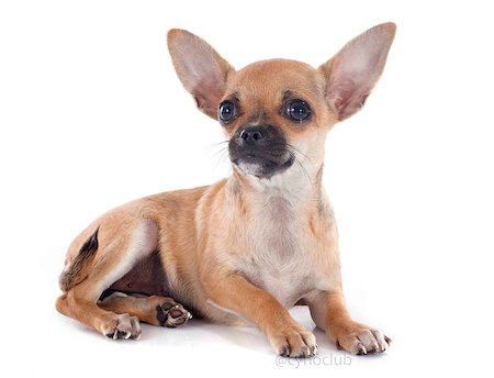 simsearch:400-07421530,k - portrait of a cute purebred  puppy chihuahua in front of white background Stock Photo - Budget Royalty-Free & Subscription, Code: 400-07892905