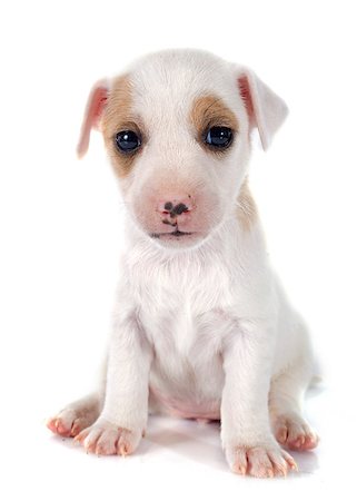 simsearch:400-07421530,k - portrait of a purebred puppy jack russel terrier in studio Stock Photo - Budget Royalty-Free & Subscription, Code: 400-07892907