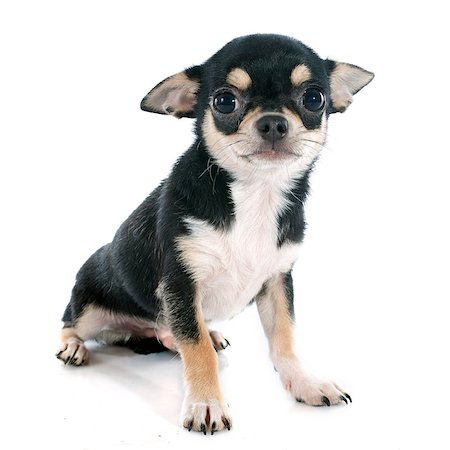 simsearch:400-07421530,k - portrait of a cute purebred  puppy chihuahua in front of white background Stock Photo - Budget Royalty-Free & Subscription, Code: 400-07892901