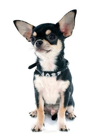 simsearch:400-07421530,k - portrait of a cute purebred  puppy chihuahua in front of white background Stock Photo - Budget Royalty-Free & Subscription, Code: 400-07892902