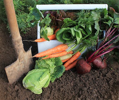 farmers market family - Harvest of fresh vegetables Stock Photo - Budget Royalty-Free & Subscription, Code: 400-07893562