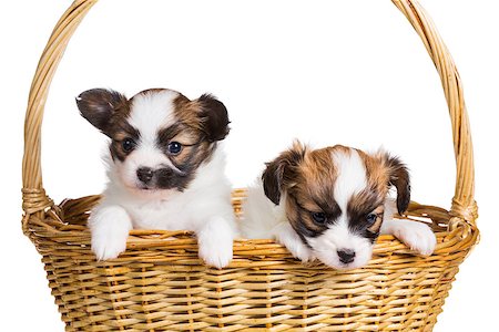 simsearch:400-05722359,k - Two cute puppy of breed papillon in wicker basket on white background Stock Photo - Budget Royalty-Free & Subscription, Code: 400-07893806