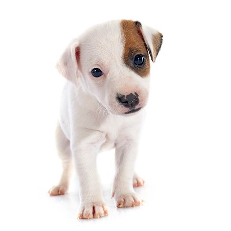 simsearch:400-07421530,k - portrait of a purebred puppy jack russel terrier in studio Stock Photo - Budget Royalty-Free & Subscription, Code: 400-07893853
