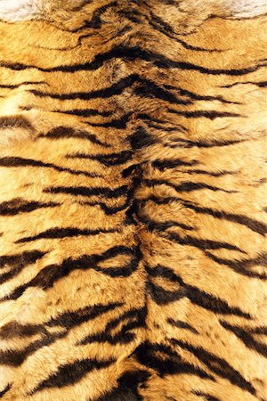 simsearch:400-06131670,k - black stripes  tiger pelt, real fur texture on animal Stock Photo - Budget Royalty-Free & Subscription, Code: 400-07902895