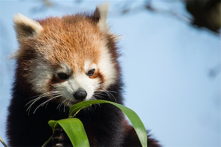 simsearch:400-08154053,k - Red Panda, eating bamboo leaves Stock Photo - Budget Royalty-Free & Subscription, Code: 400-07914623