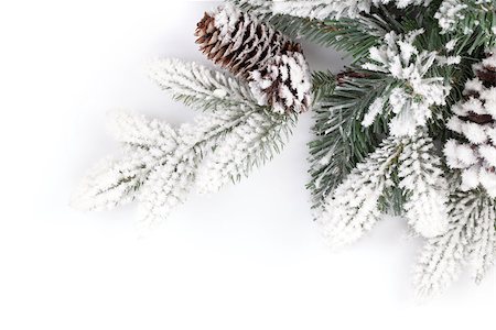 spruce branches - Fir tree branch covered with snow. Isolated on white background Stock Photo - Budget Royalty-Free & Subscription, Code: 400-07915211