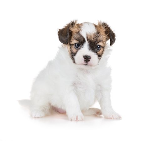 simsearch:400-05722359,k - Cute puppy of breed papillon on white background Stock Photo - Budget Royalty-Free & Subscription, Code: 400-07915799