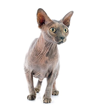 egyptian sphynx cat - Sphynx Hairless Cat in front of white background Stock Photo - Budget Royalty-Free & Subscription, Code: 400-07916255
