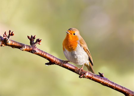 robin - Robin perched on a tree. Stock Photo - Budget Royalty-Free & Subscription, Code: 400-07916969