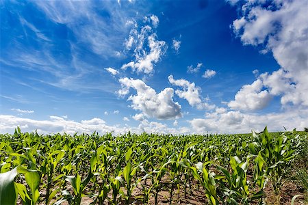 A green field of corn growing up against blue sky with sun Stock Photo - Budget Royalty-Free & Subscription, Code: 400-07917195