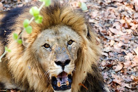 simsearch:400-04727848,k - Portrait of Lion with open mouth shoving big teeth. Zimbabe, Livingstone Stock Photo - Budget Royalty-Free & Subscription, Code: 400-07917191