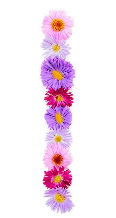 paleka (artist) - Letter I, multicolored aster flowers alphabet on white background Stock Photo - Budget Royalty-Free & Subscription, Code: 400-07925089