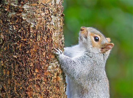 simsearch:400-08154053,k - Squirrel on a cherry tree. Stock Photo - Budget Royalty-Free & Subscription, Code: 400-07923535