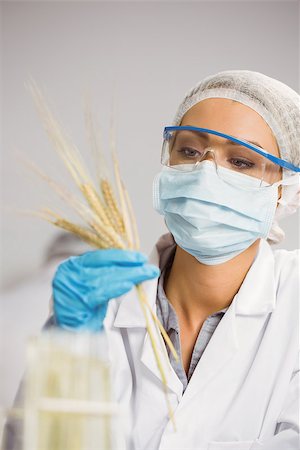 simsearch:649-07118434,k - Food scientist looking at wheat at the university Stock Photo - Budget Royalty-Free & Subscription, Code: 400-07940496